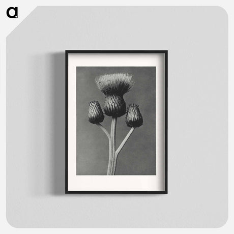 アートポスター-Cirsium Canum - カール ブロスフェルト Poster.