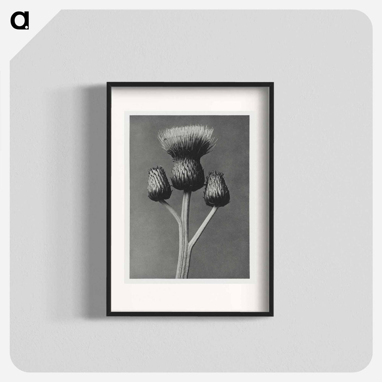 Cirsium Canum - Karl Blossfeldt Poster.