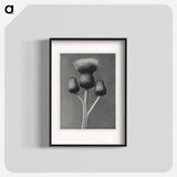 Cirsium Canum - Karl Blossfeldt Poster.