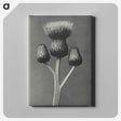 1-13_Karl-Blossfeldt_canvas