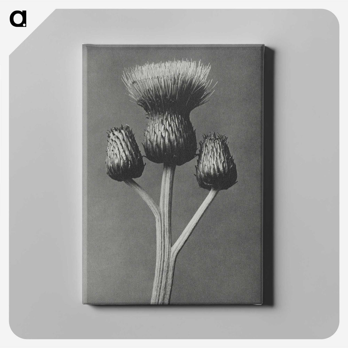 1-13_Karl-Blossfeldt_canvas