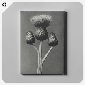1-13_Karl-Blossfeldt_canvas