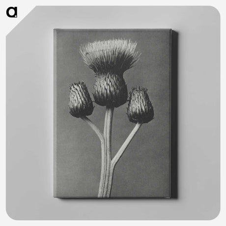 1-13_Karl-Blossfeldt_canvas