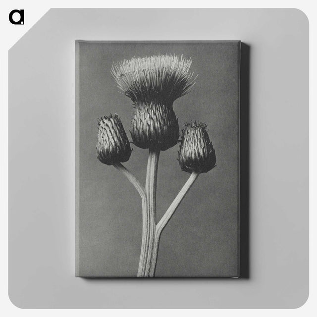 1-13_Karl-Blossfeldt_canvas