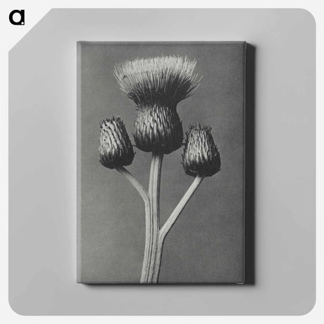 アートパネル-Cirsium Canum - カール ブロスフェルト Canvas.
