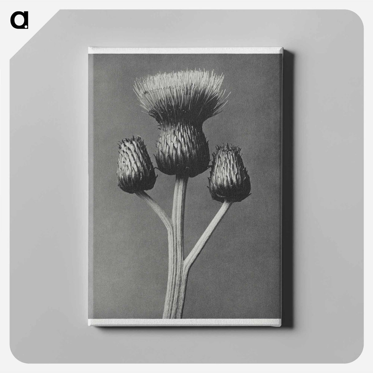Cirsium Canum - Karl Blossfeldt Canvas.