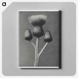 Cirsium Canum - Karl Blossfeldt Canvas.