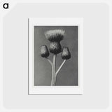 アートポストカード-Cirsium Canum - カール ブロスフェルト Postcard.