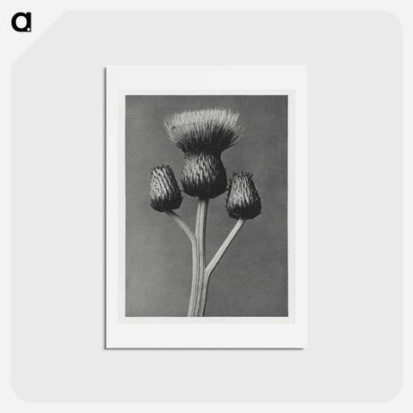 アートポストカード-Cirsium Canum - カール ブロスフェルト Postcard.