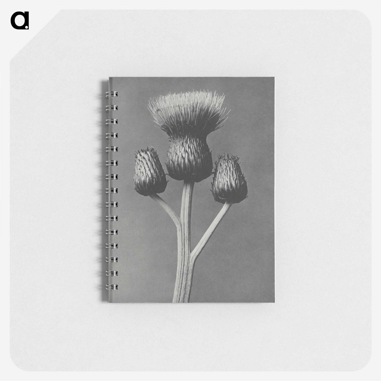 1-13_Karl-Blossfeldt_memo