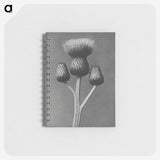 1-13_Karl-Blossfeldt_memo