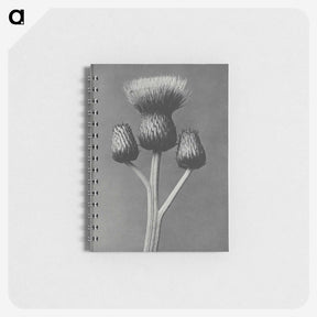 1-13_Karl-Blossfeldt_memo