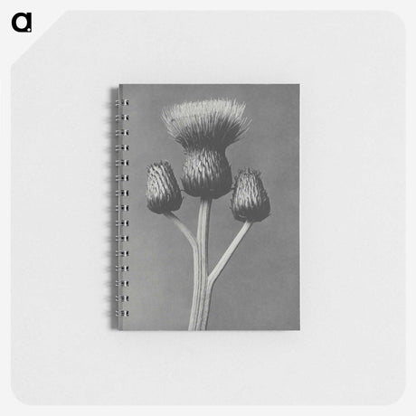 1-13_Karl-Blossfeldt_memo