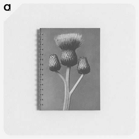 アートメモ帳-Cirsium Canum - カール ブロスフェルト Memo.