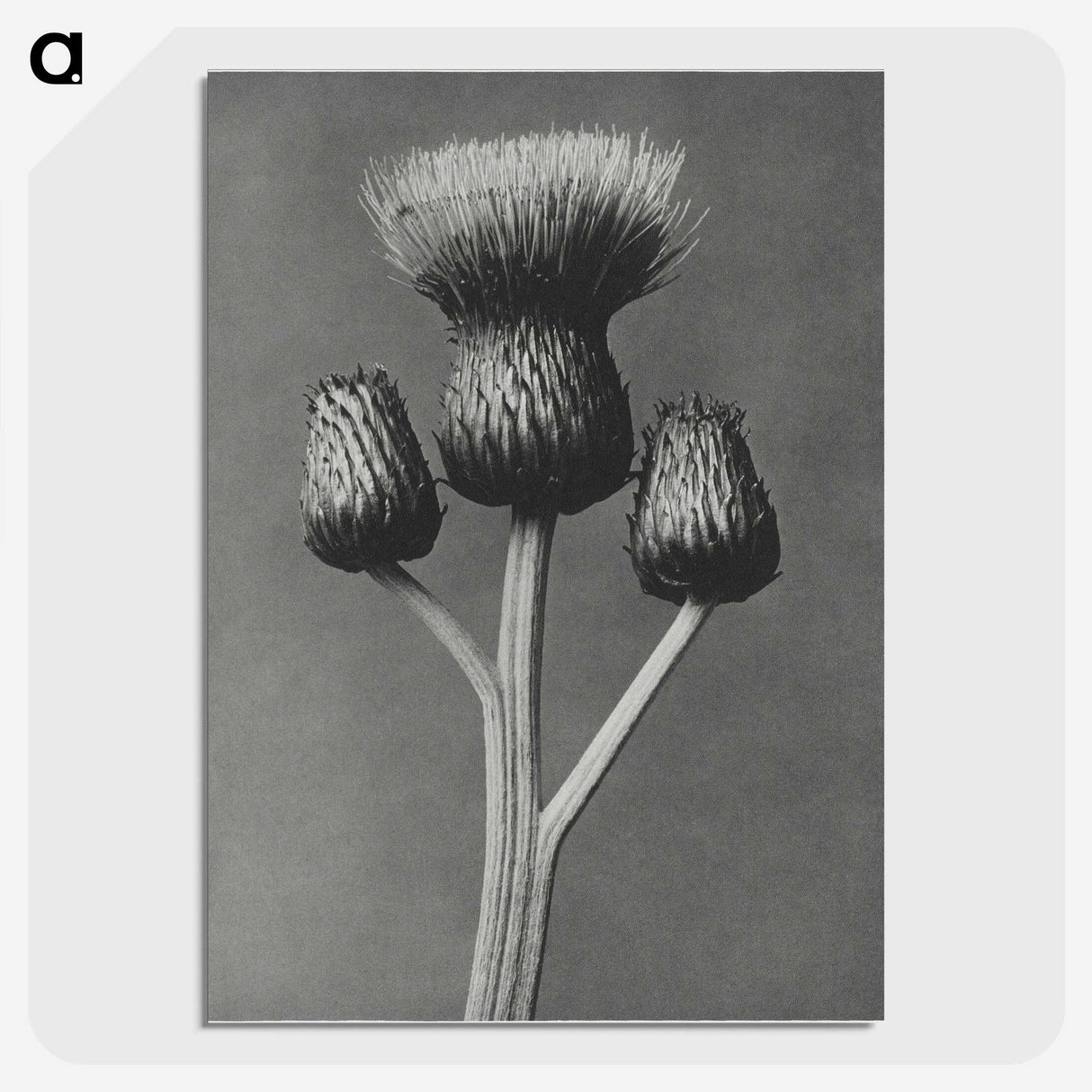 1-13_Karl-Blossfeldt_picture-crop