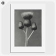 1-13_Karl-Blossfeldt_picture