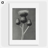 1-13_Karl-Blossfeldt_picture