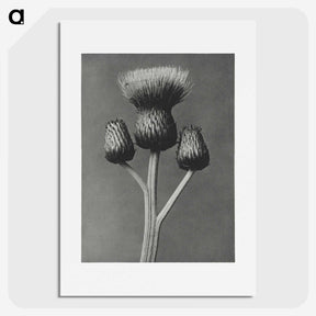 1-13_Karl-Blossfeldt_picture