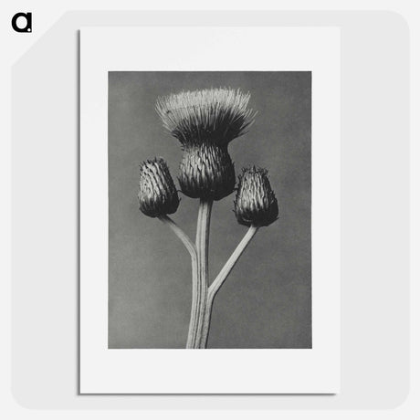 アートポスター-Cirsium Canum - カール ブロスフェルト Poster.