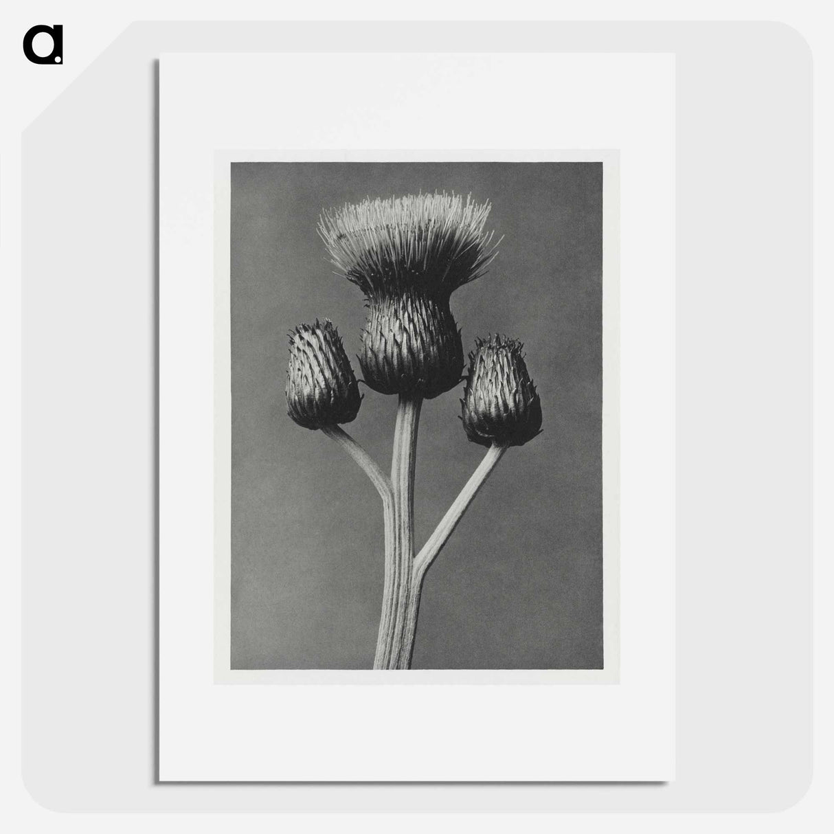 Cirsium Canum - Karl Blossfeldt Poster.