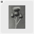1-13_Karl-Blossfeldt_postcard