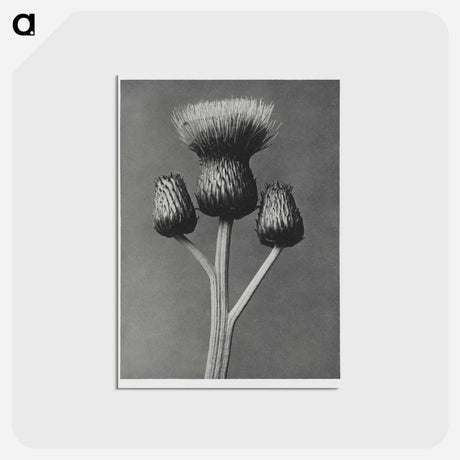 アートポストカード-Cirsium Canum - カール ブロスフェルト Postcard.