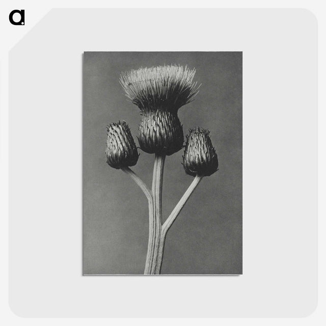 1-13_Karl-Blossfeldt_postcard