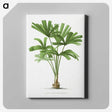 1-13_Les-Palmiers-Histoire-Iconographique_canvas
