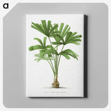 1-13_Les-Palmiers-Histoire-Iconographique_canvas