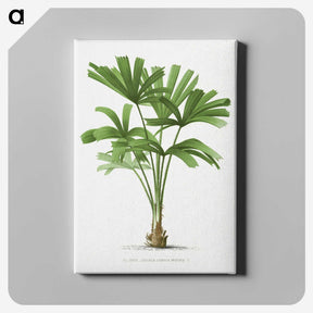 1-13_Les-Palmiers-Histoire-Iconographique_canvas