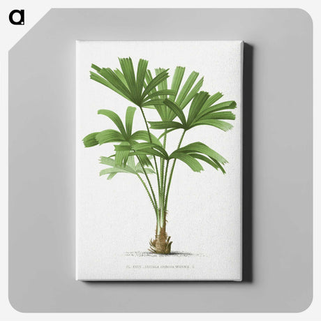 1-13_Les-Palmiers-Histoire-Iconographique_canvas