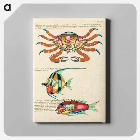 アートパネル-Indian and Pacific Ocean Creatures
 - ルイ ルナール Canvas.