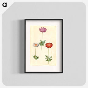 アートポスター-Anemone Coronaria
 - マリア ジビーラ メーリアン Poster.