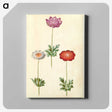 1-13_Maria-Sibylla-Merian_canvas
