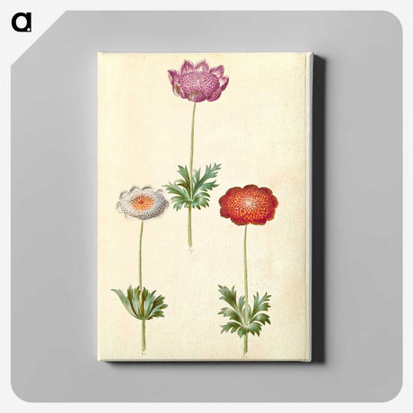 1-13_Maria-Sibylla-Merian_canvas