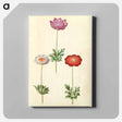 アートパネル-Anemone Coronaria
 - マリア ジビーラ メーリアン Canvas.