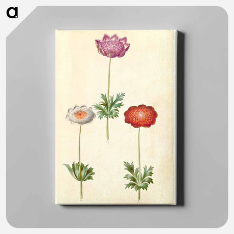 アートパネル-Anemone Coronaria
 - マリア ジビーラ メーリアン Canvas.