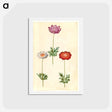 アートポストカード-Anemone Coronaria
 - マリア ジビーラ メーリアン Postcard.