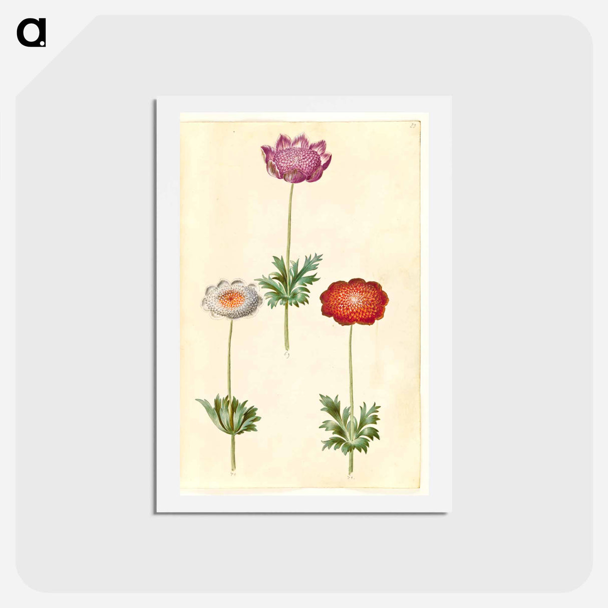 アートポストカード-Anemone Coronaria
 - マリア ジビーラ メーリアン Postcard.