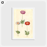 アートポストカード-Anemone Coronaria
 - マリア ジビーラ メーリアン Postcard.