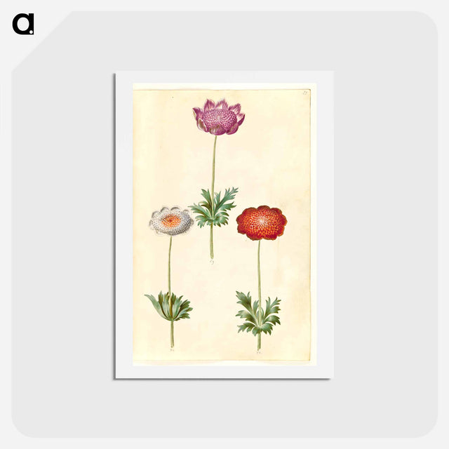 アートポストカード-Anemone Coronaria
 - マリア ジビーラ メーリアン Postcard.