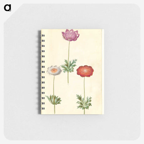 1-13_Maria-Sibylla-Merian_memo