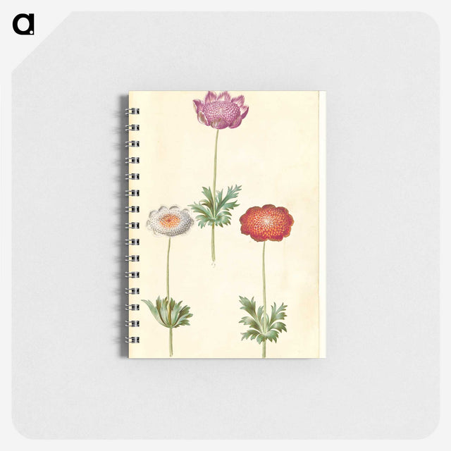 1-13_Maria-Sibylla-Merian_memo