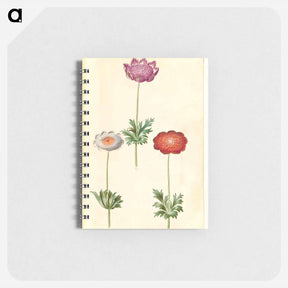 アートメモ帳-Anemone Coronaria
 - マリア ジビーラ メーリアン Memo.