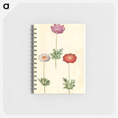 アートメモ帳-Anemone Coronaria
 - マリア ジビーラ メーリアン Memo.