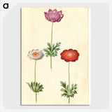 1-13_Maria-Sibylla-Merian_picture-crop