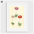 1-13_Maria-Sibylla-Merian_picture