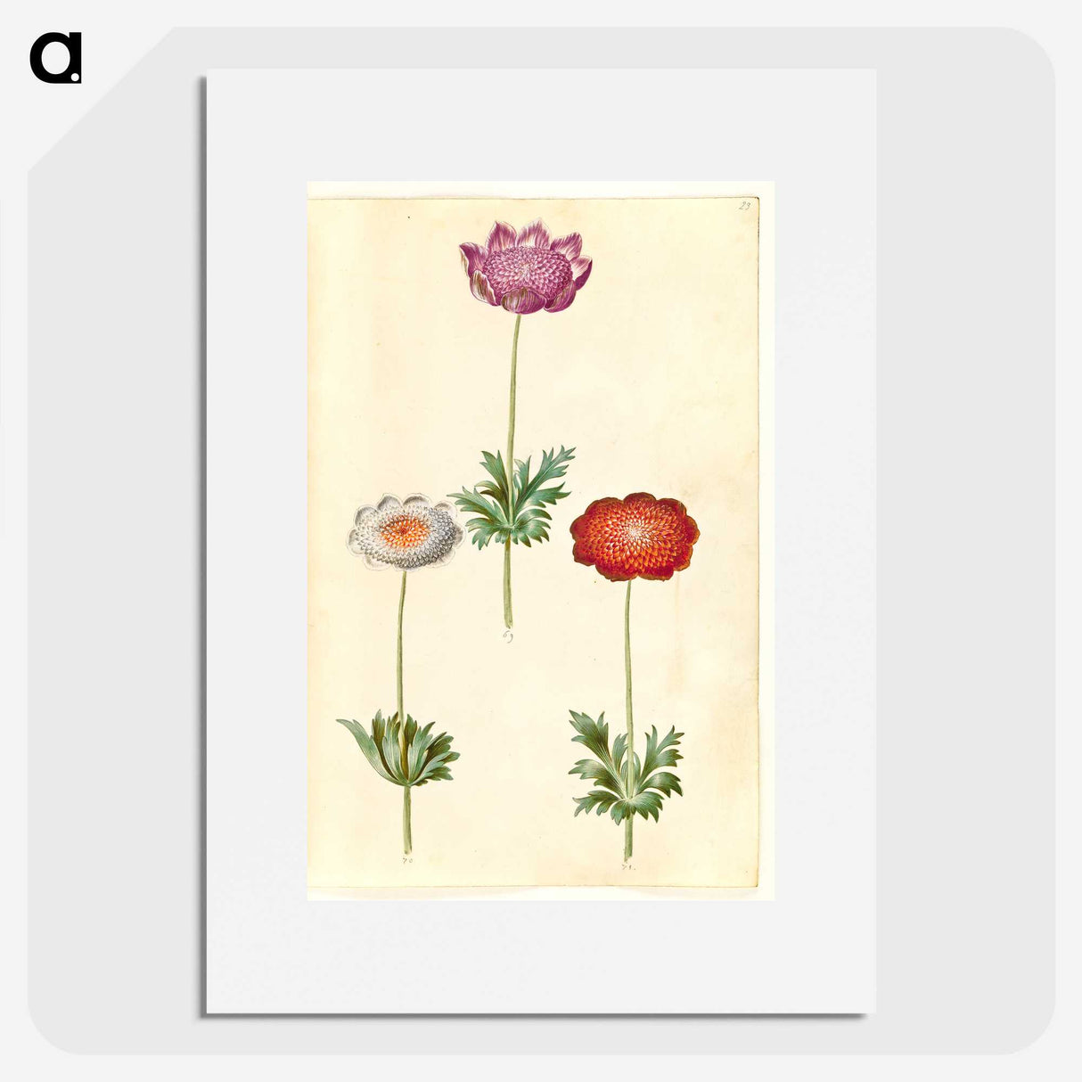 1-13_Maria-Sibylla-Merian_picture
