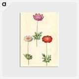 アートポストカード-Anemone Coronaria
 - マリア ジビーラ メーリアン Postcard.