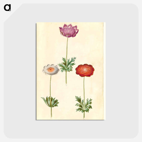アートポストカード-Anemone Coronaria
 - マリア ジビーラ メーリアン Postcard.